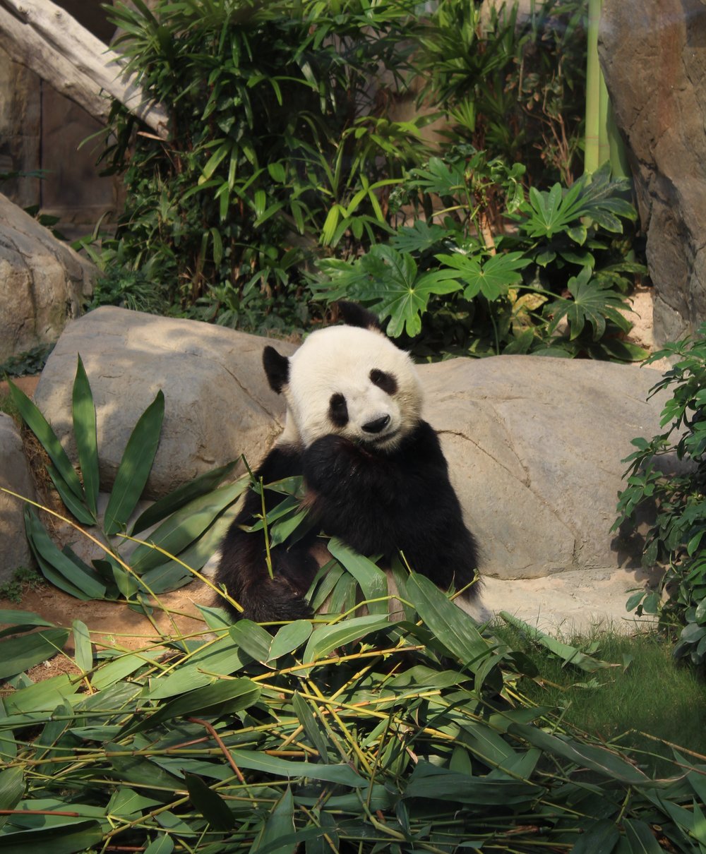 Ocean Park family friendly theme park in Hong Kong