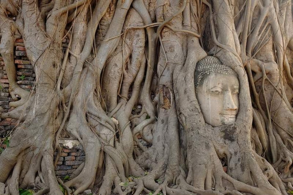 เศียรพระพุทธเจ้าที่อยู่ในต้นไม้