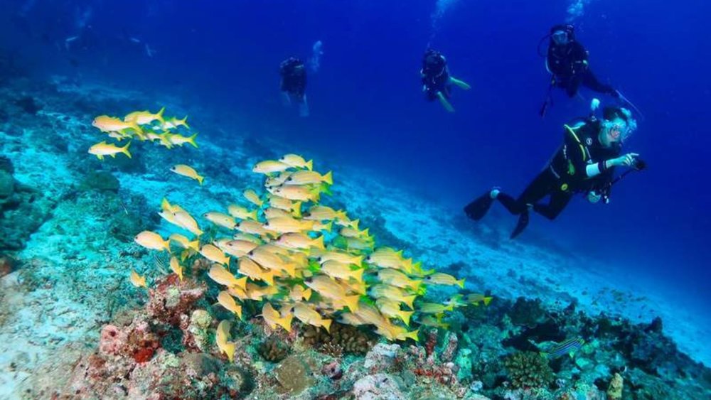 Koh tao scuba diving 