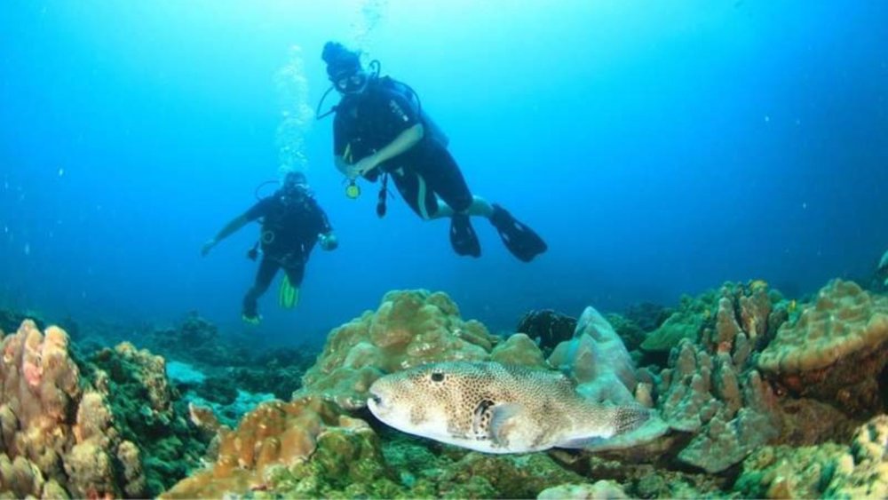 thailand scuba dive fish 