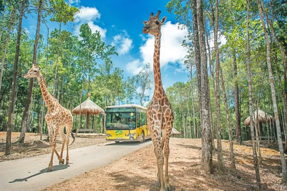 Two Giraffes in the forest