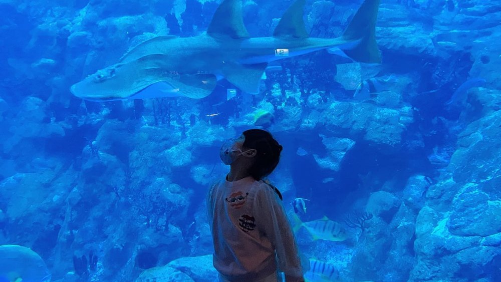 ocean park aquarium 