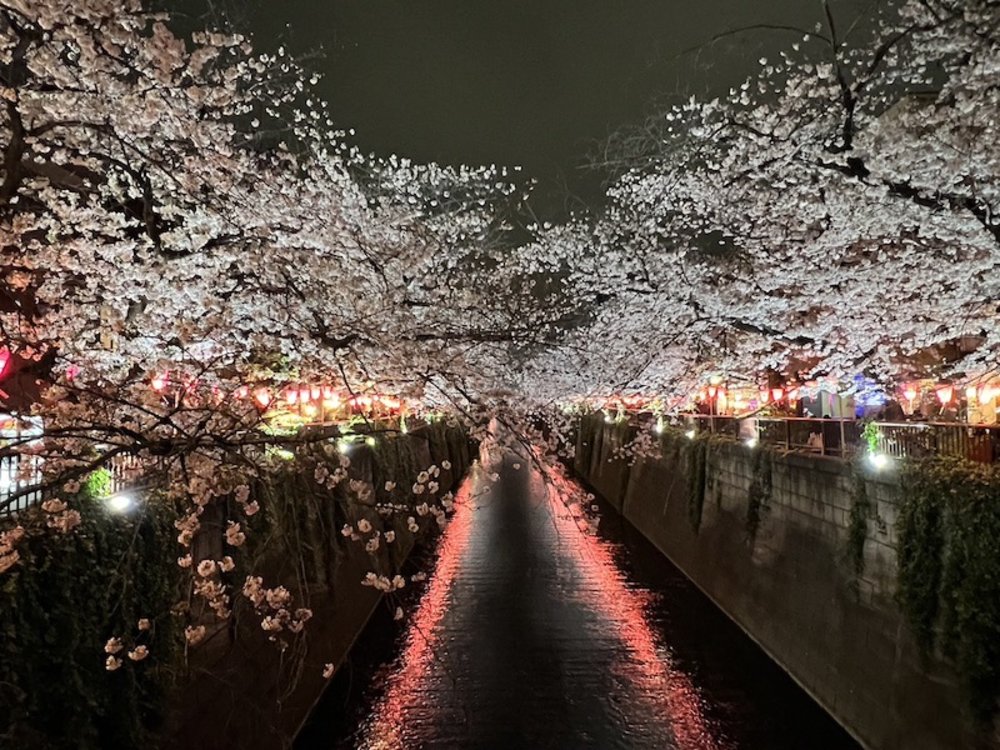 東京夜櫻