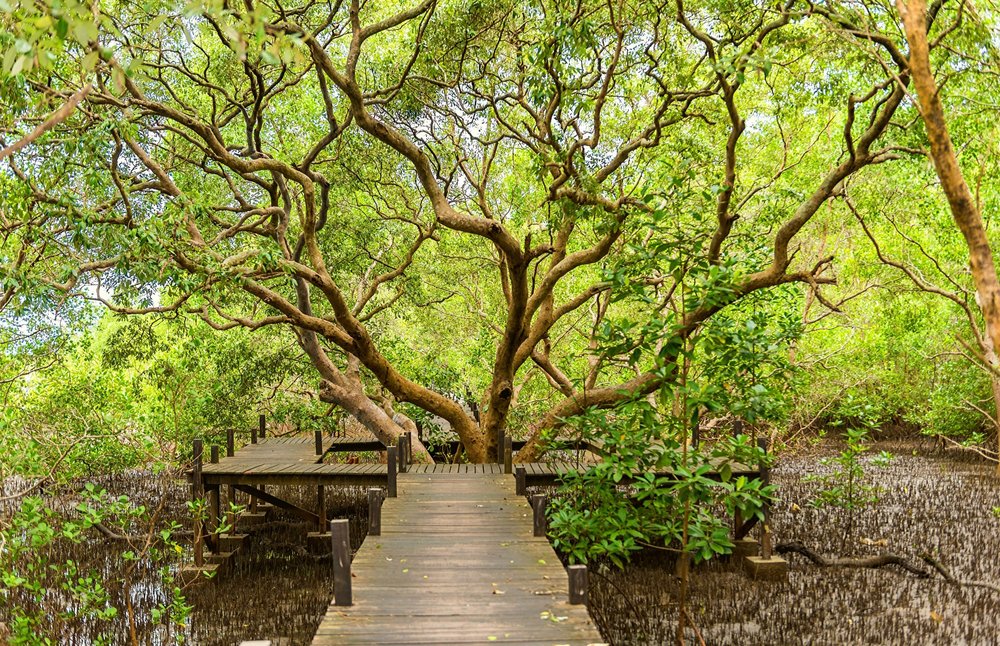 ให้ธรรมชาติช่วยฮีลจิตใจในช่วงวันหยุดยาว | ขอบคุณรูปภาพจาก Whenorwhere