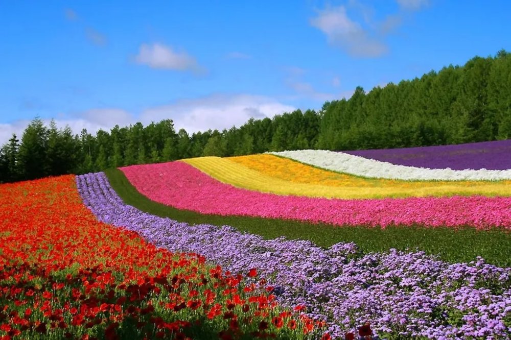 โทมิตะฟาร์ม (Tomita Farm) ฮอกไกโด | รูปภาพจาก Klook.com