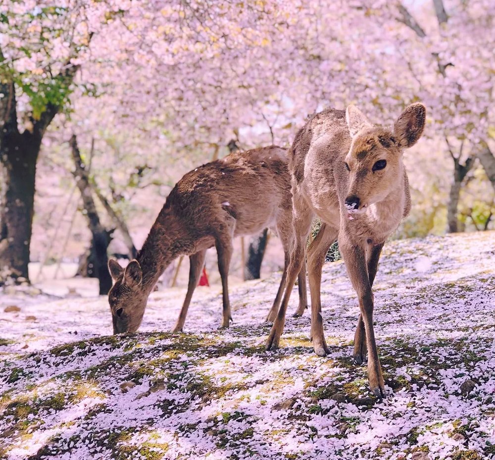 Two deers under the cherry blossom tree