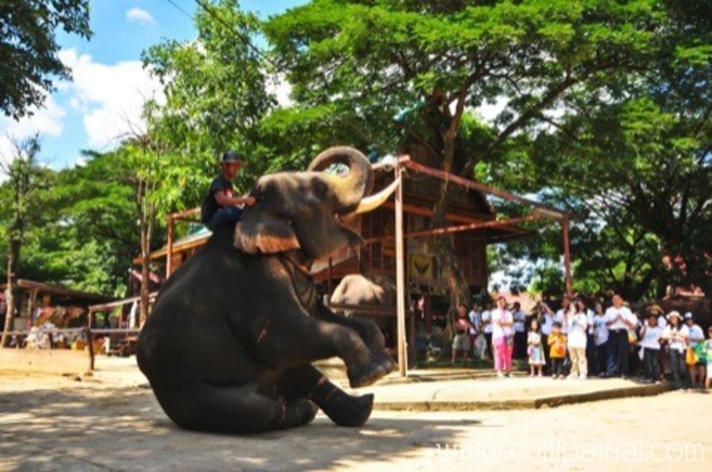 วังช้างอยุธยา-แลเพนียด ขอบคุณภาพจาก: Chillpainai