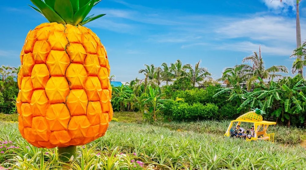 Pineapple farm in the