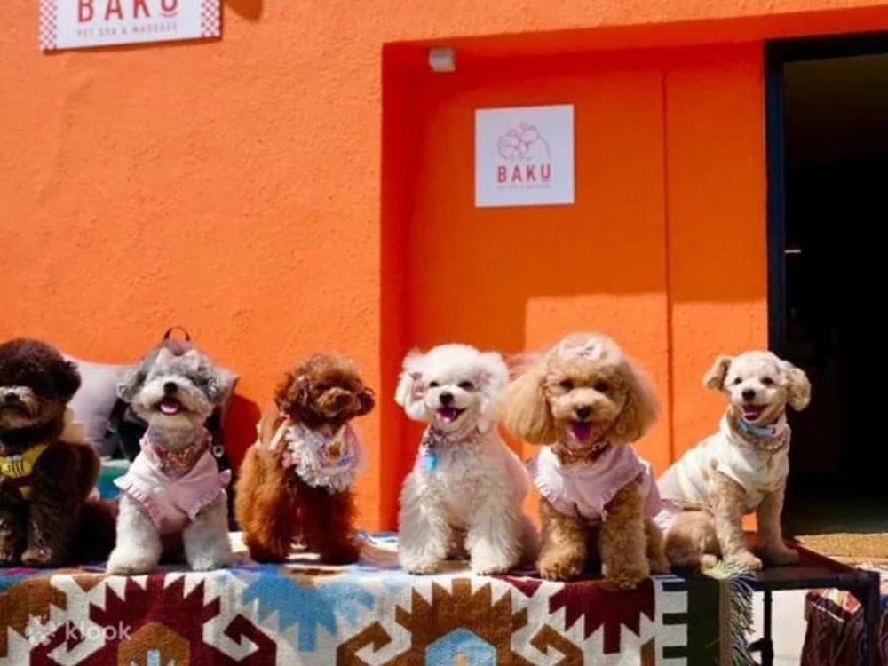 按摩SPA推介 BAKU八古 Pet Spa & Massage