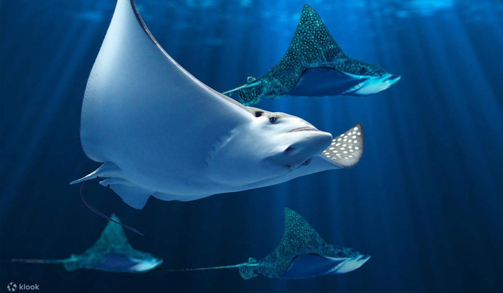 Aquaria Phuket Thái Lan