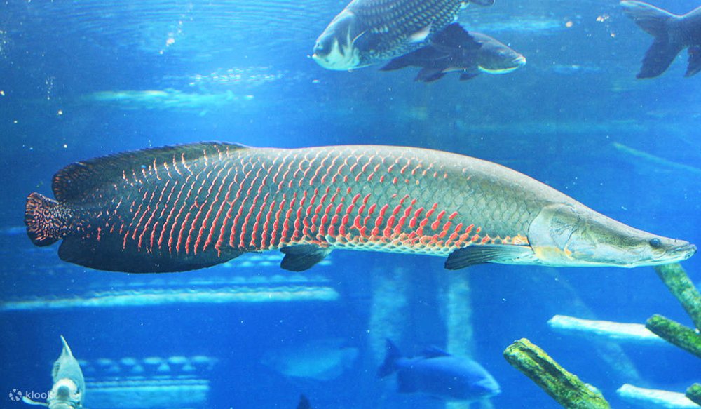 Aquaria Phuket Thái Lan