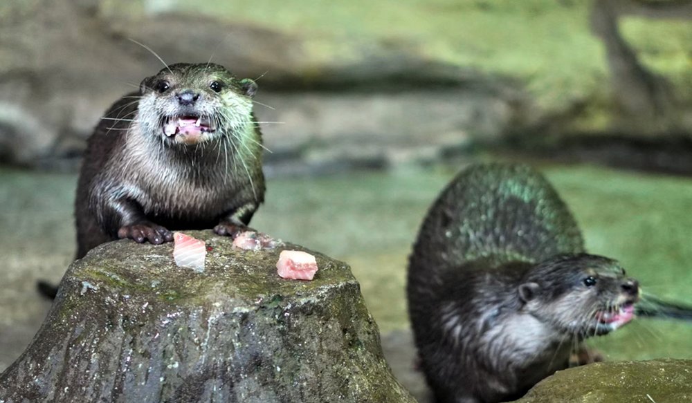 Aquaria Phuket Thái Lan