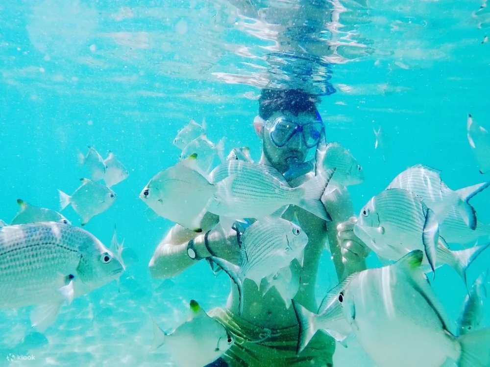 ウェーブブレイク島・ストラドブローク島 半日ツアー
