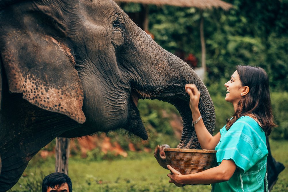 woman petting an elephant