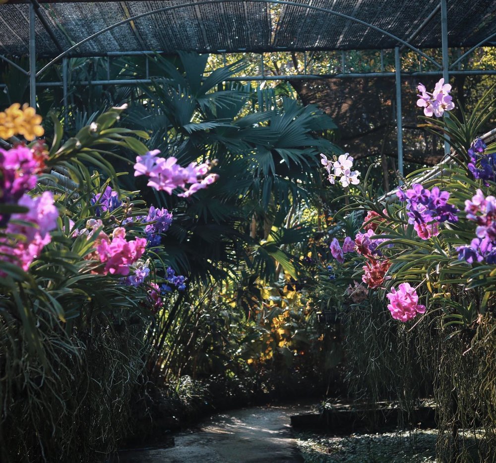 Bai Orchid & Butterfly Farm
