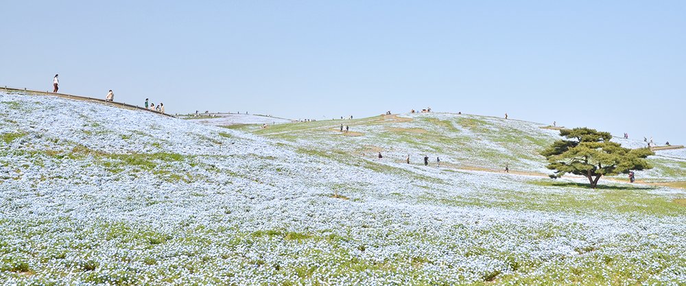 hitachi seaside park