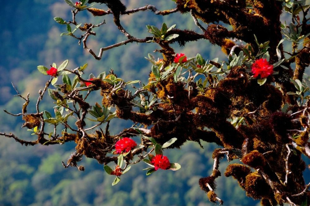 ขอบคุณรูปภาพจาก ททท. l กิ่วแม่ปาน...เส้นทางธรรมชาติ เปิดให้เข้าชมแล้ว 