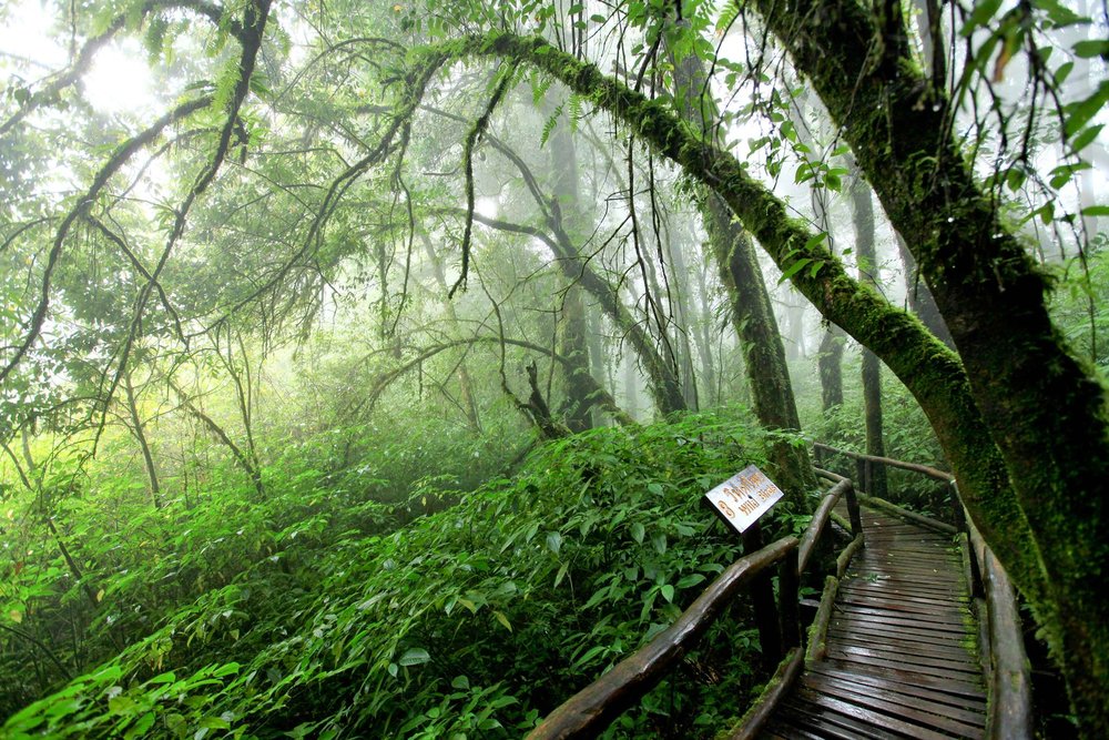 ขอบคุณรูปภาพจาก อุทยานแห่งชาติดอยอินทนนท์ Doi Inthanon National Park l ไปเที่ยวเชียงใหม่ พร้อนสัมผัสเส้นทางศึกษาธรรมชาติ เต็มไปด้วยต้นไม้ ป่าไม้ มอส เฟิร์น หลากหลายสายพันธุ์ อุดมสมบูรณ์ไปด้วยความเขียวขจี 