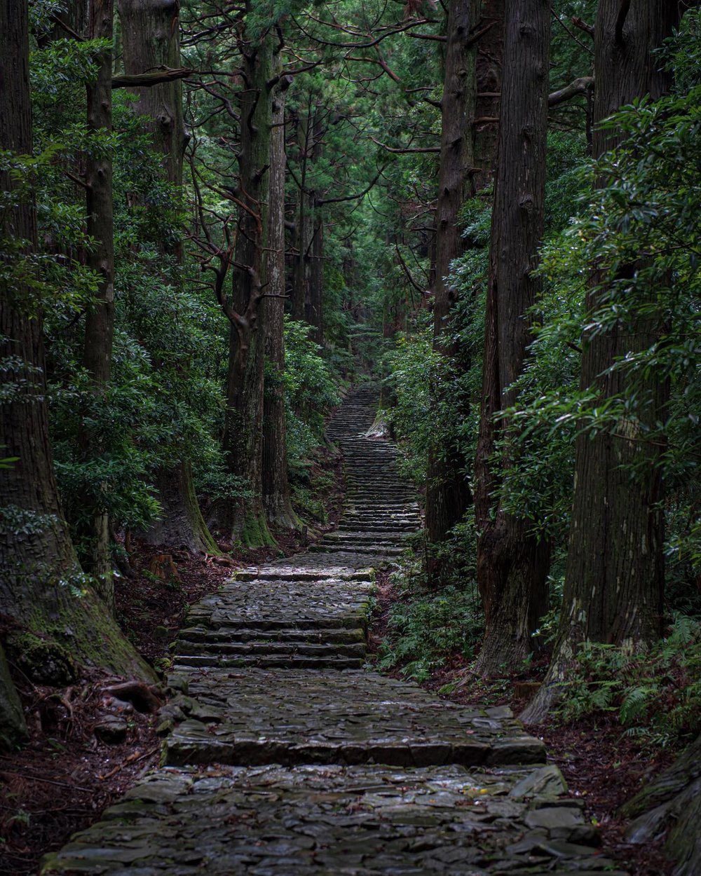 Forest trail in Kumano Kodo
