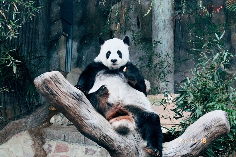 ขอบคุณรูปภาพจาก รีวิวเชียงใหม่ l ที่เที่ยวเชียงใหม่ในเมือง ตั้งอยู่ใจกลางเมือง จังหวัดเชียงใหม่ สวนสัตว์เชียงใหม่ เปิดให้เข้าชม ถ่ายรูป แวะเช็คอิน 