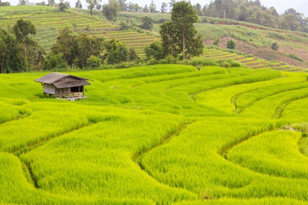 ขอบคุณรูปภาพจาก travel.kapook l ที่เที่ยวเชียงใหม่ที่นี่ ให้นักท่องเที่ยวได้เที่ยวชม ถ่ายรูป นาขั้นบันไดสวยๆ สถานที่ท่องเที่ยวที่มีความอุดมสมบูรณ์ตลอดทั้งปี สัมผัสธรรมชาติที่หาที่ไหนไม่ได้