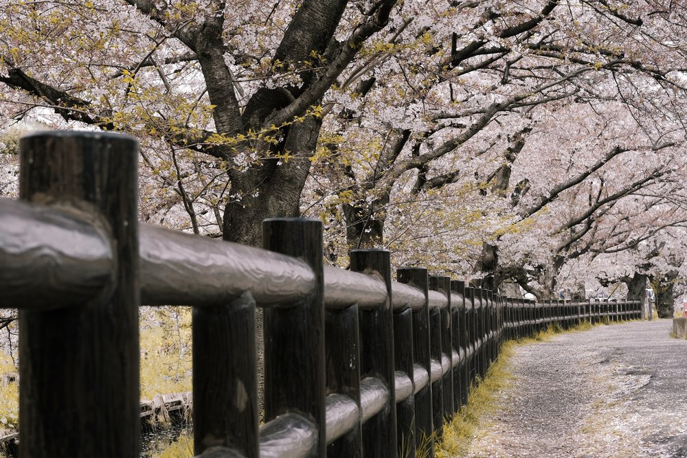 Cherry blossoms