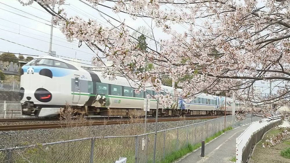 Catch the cherry blossoms during spring on this commuter train.  Credits: @tabiguma_225 on Instagram