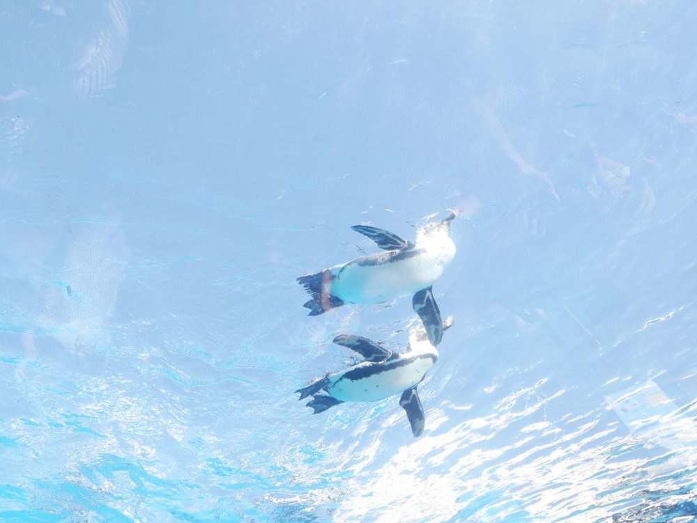 サンシャイン水族館 「天空のペンギン」