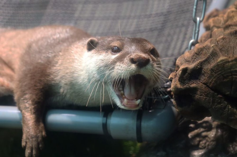 サンシャイン水族館 「カワウソたちの水辺」
