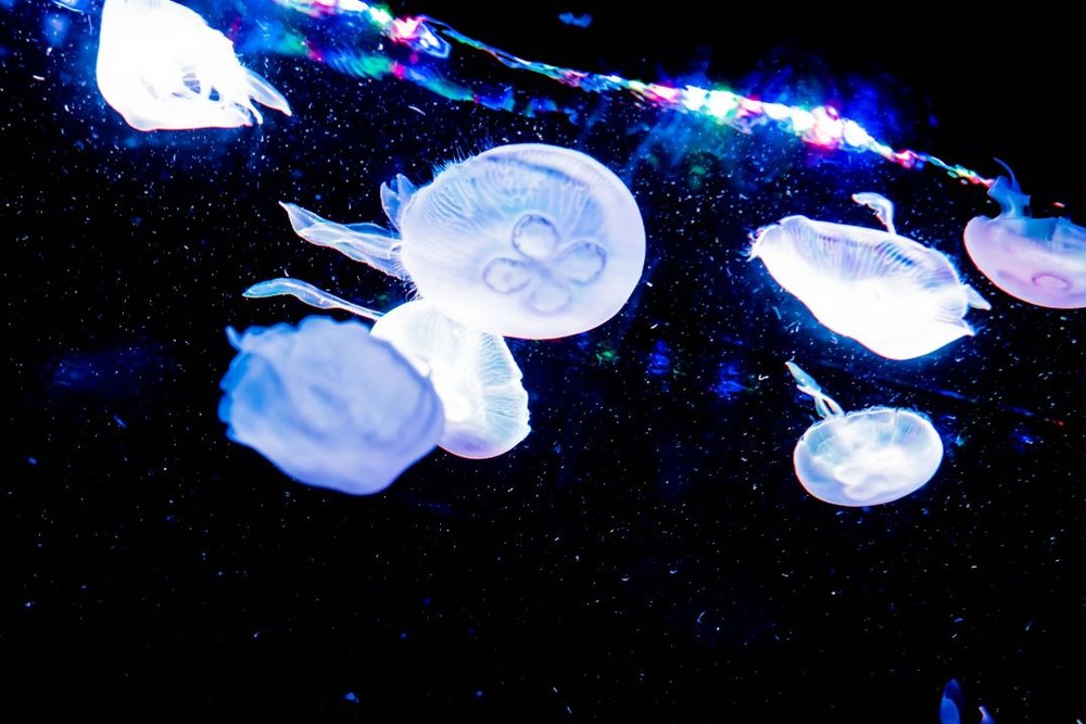 サンシャイン水族館 「海月空感(くらげくうかん)」