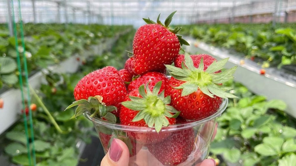Have you ever seen such ripe strawberries? Credits to @__yuuri.r on Instagram