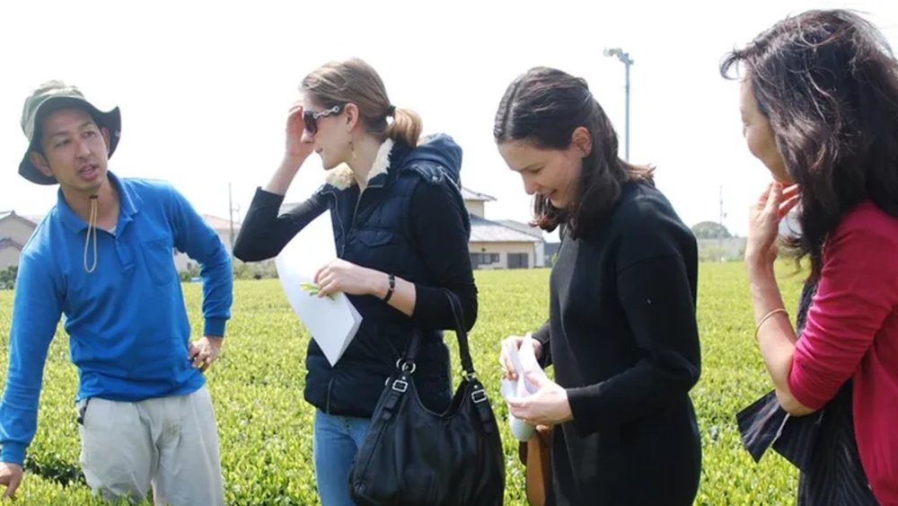 Learn how premium green tea is produced from plant to cup!