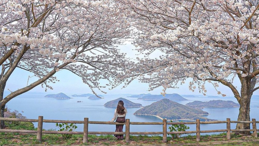 Seto Inland Sea Road is a sight to see during spring. Credits to @yuki.h0916 on Instagram