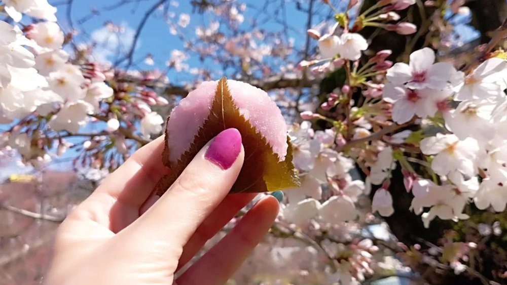 Sakura mochi is a must-try in Japan! Credits to @shibuya_queen on Instagram