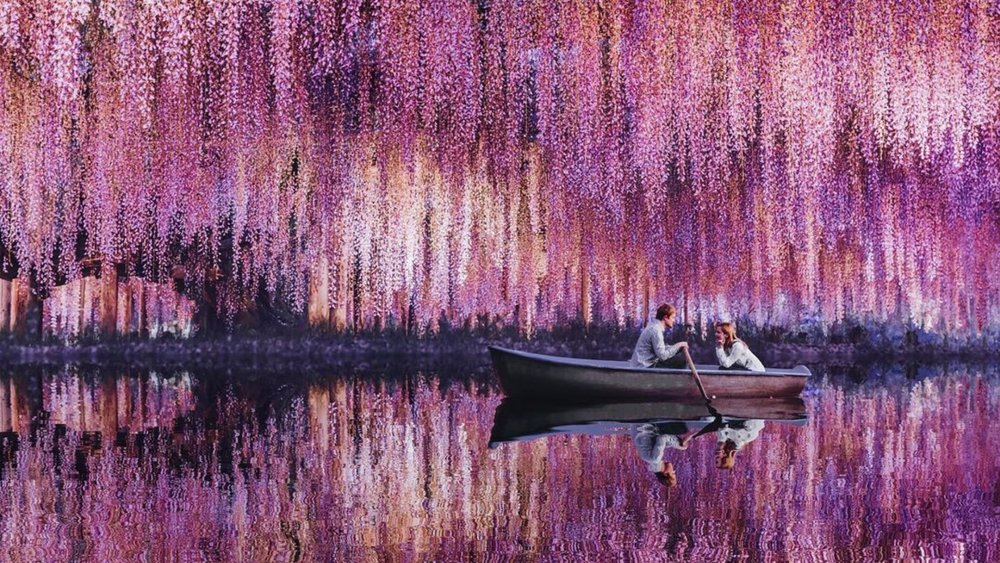Enjoy a dreamy boat ride at Wisteria Tunnel. Credits to @hobopeeba on Instagram