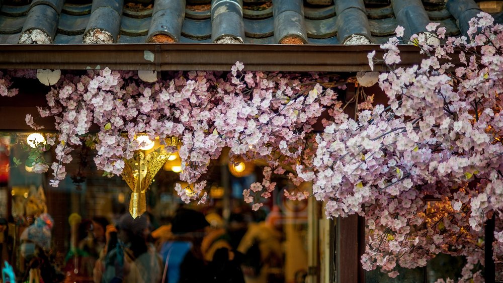 See cherry blossom trees in South Korea. Credits to Timothy Ries on Unsplash