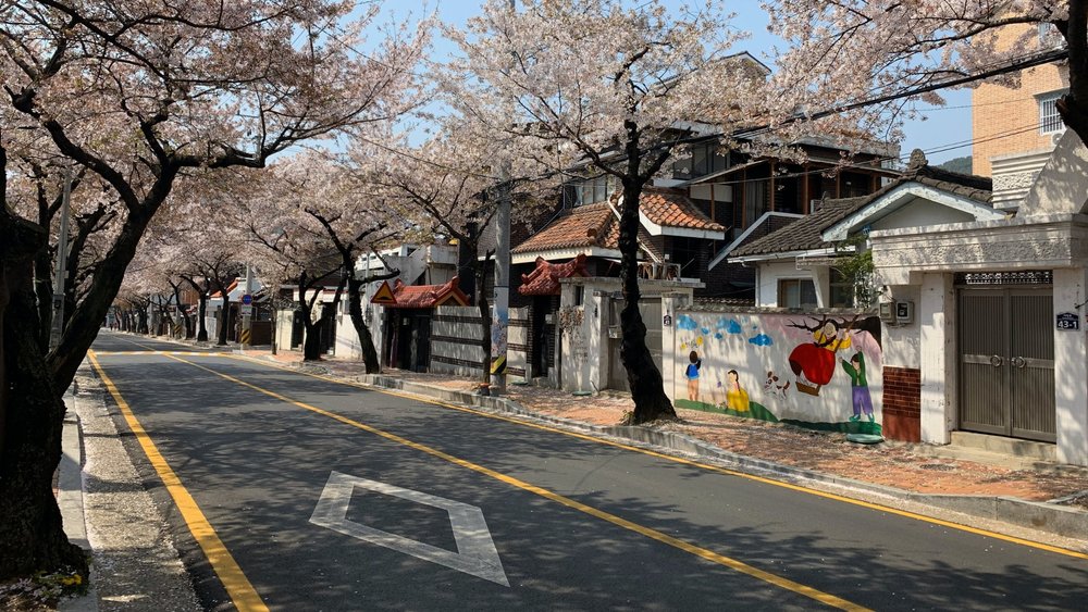 Most neighbourhoods are adorned with cherry blossom trees. Credits to Jean-Pierre Tran on Unsplash