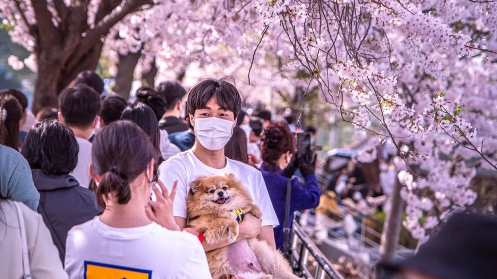 It’s cherry blossom fever during spring in South Korea! Credits to @kieranporey on Instagram