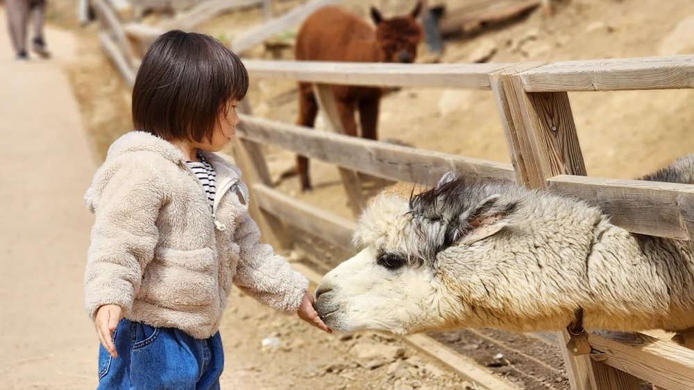 Feed alpacas straight from your hand. Credits to @kim_myon on Instagram