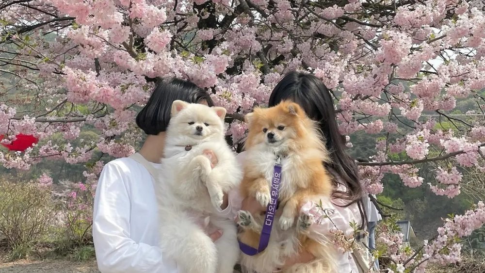 Bring your fur babies when you tour Seoul.