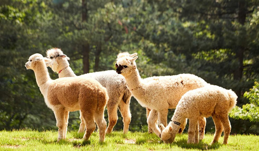 Công Viên Alpaca World
