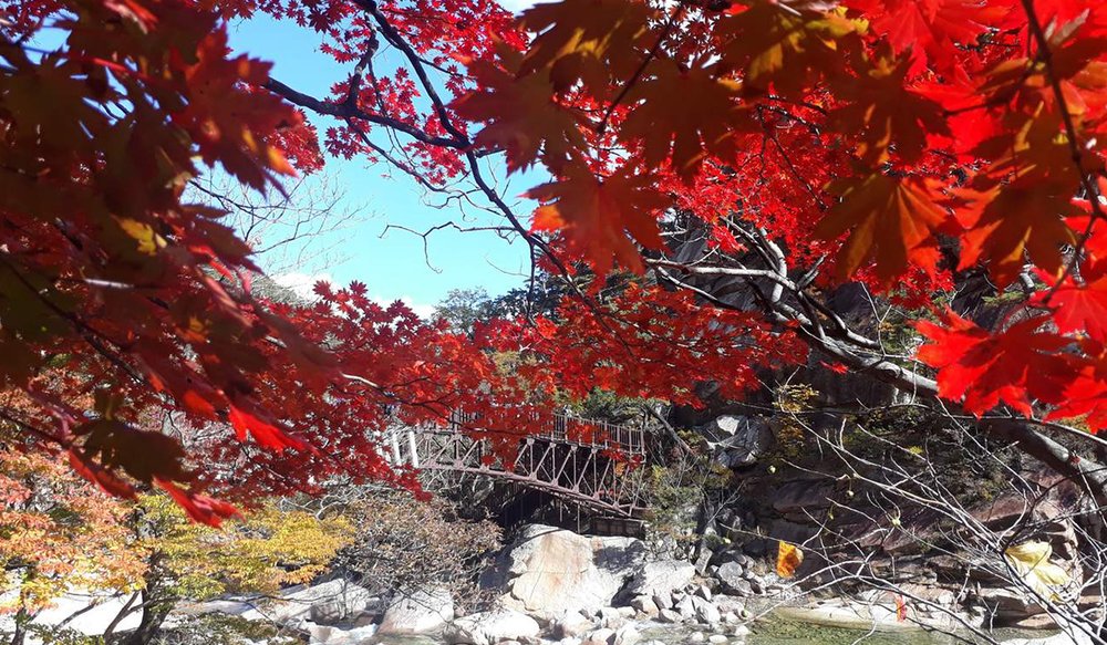 Autumn Foliage Garden
