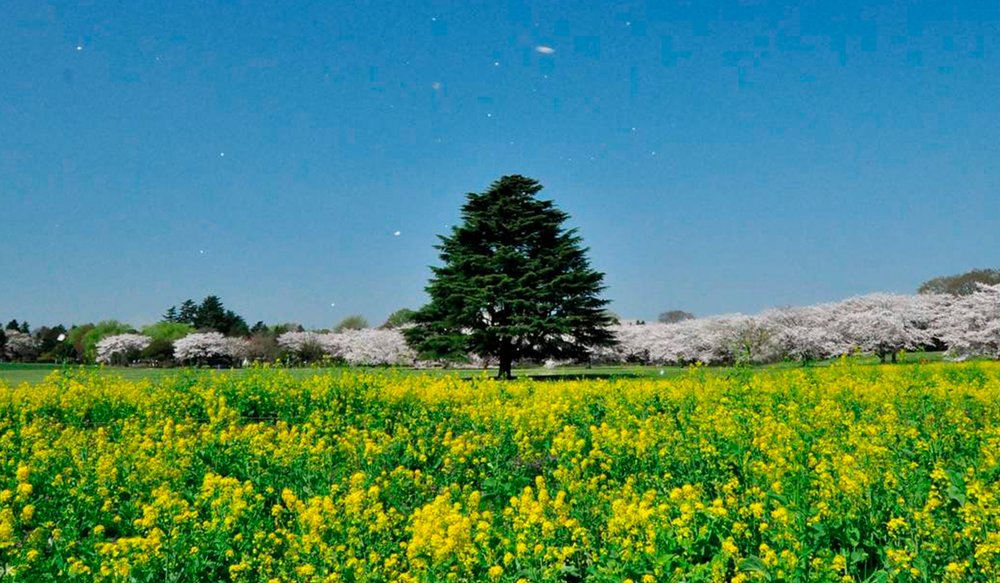 lich-trinh-di-nhat-ban-6-ngay-5-dem