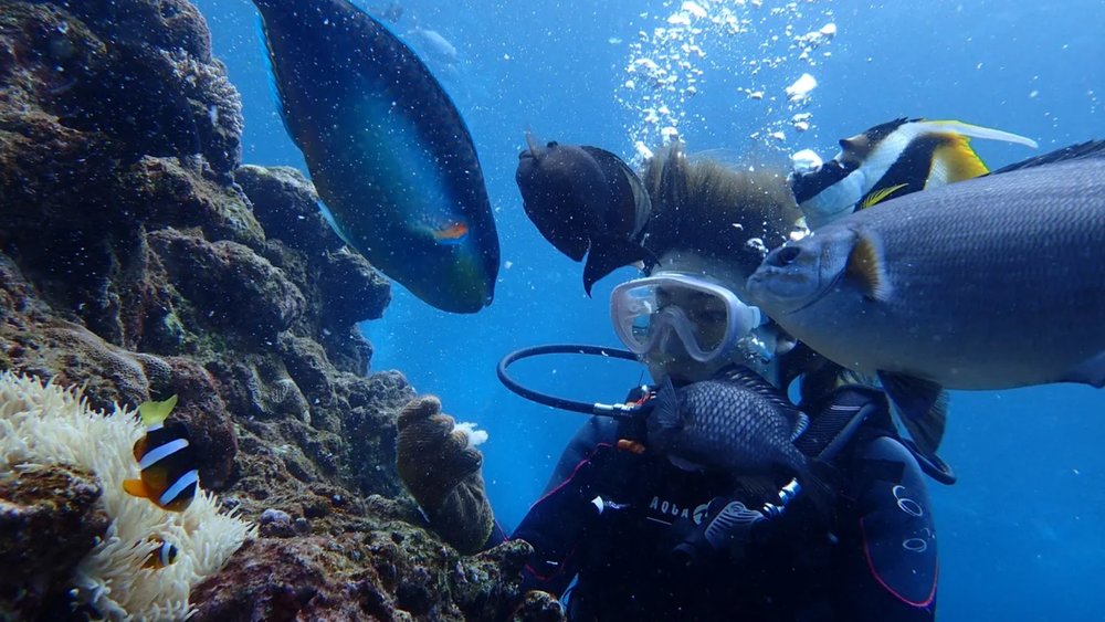 Meet and greet different kinds of fish! Credits to Klook