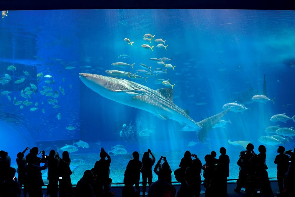 Okinawa Main Island Travel Guide