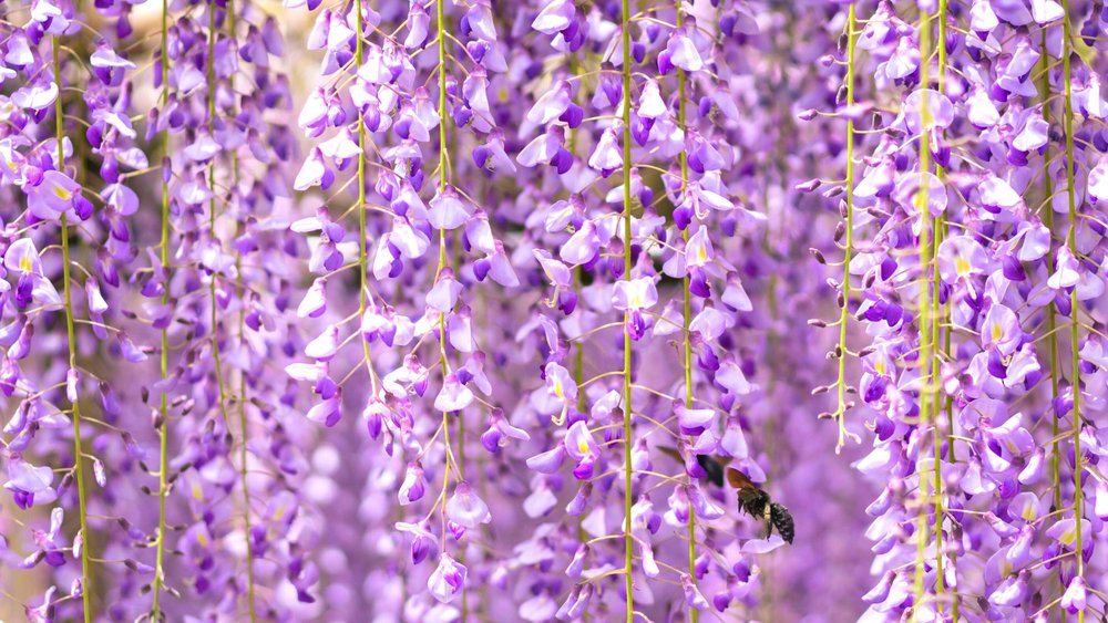 wisteria flowers