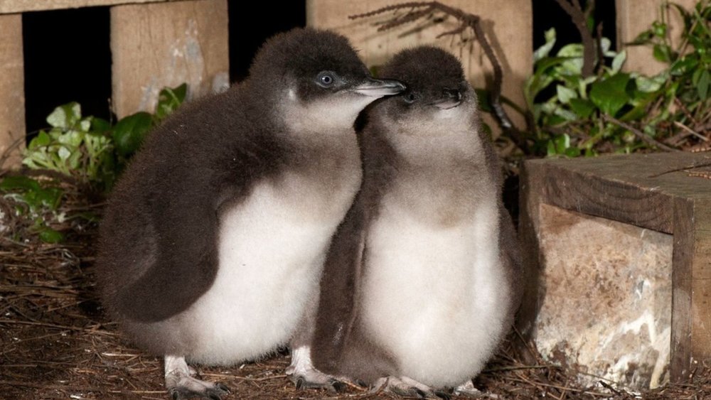Meet the adorable penguins of Phillip Island! Credits: @phillipislandnp