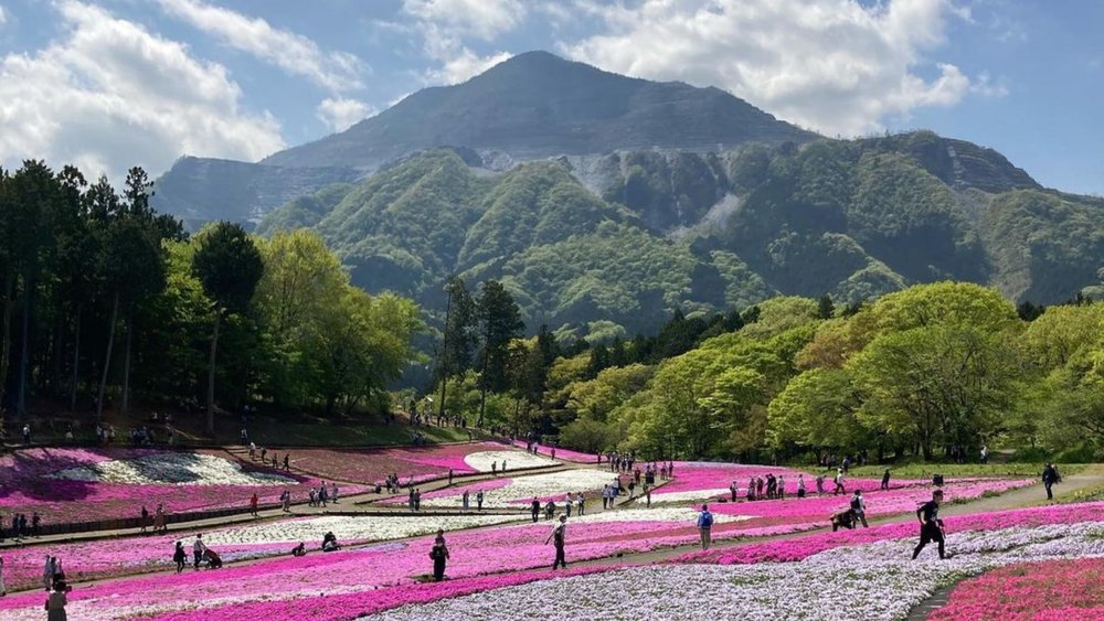 The moss phlox looks its best during the springtime. Credits to @miki_z_755 on Instagram.
