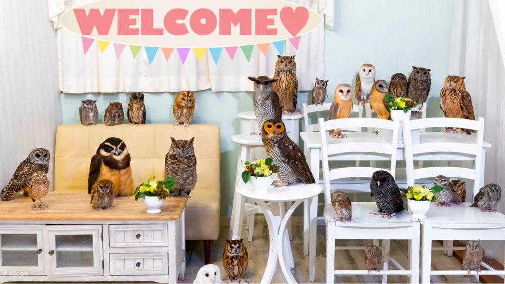 Hold and take photos with owls in a safe and controlled environment.