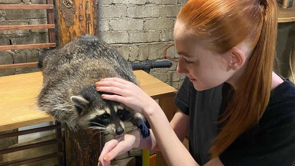 The easiest way to a racoon’s heart: a little treat, of course! Credits: @carolinehahn_ on Instagram